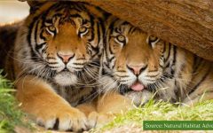 tigers