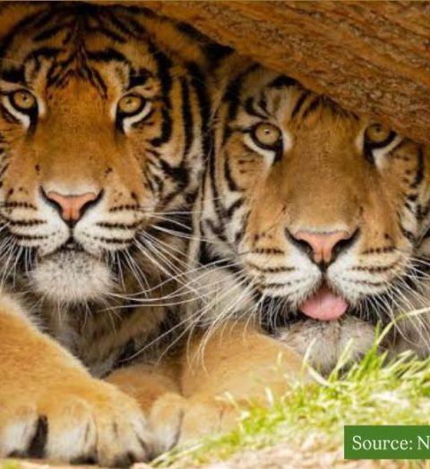 tigers