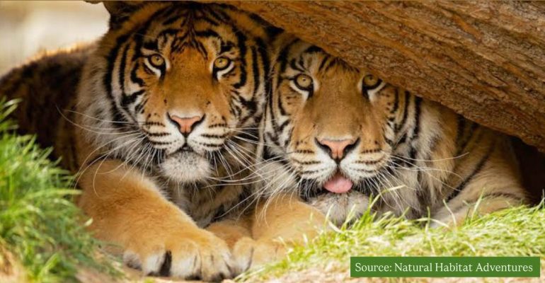 tigers